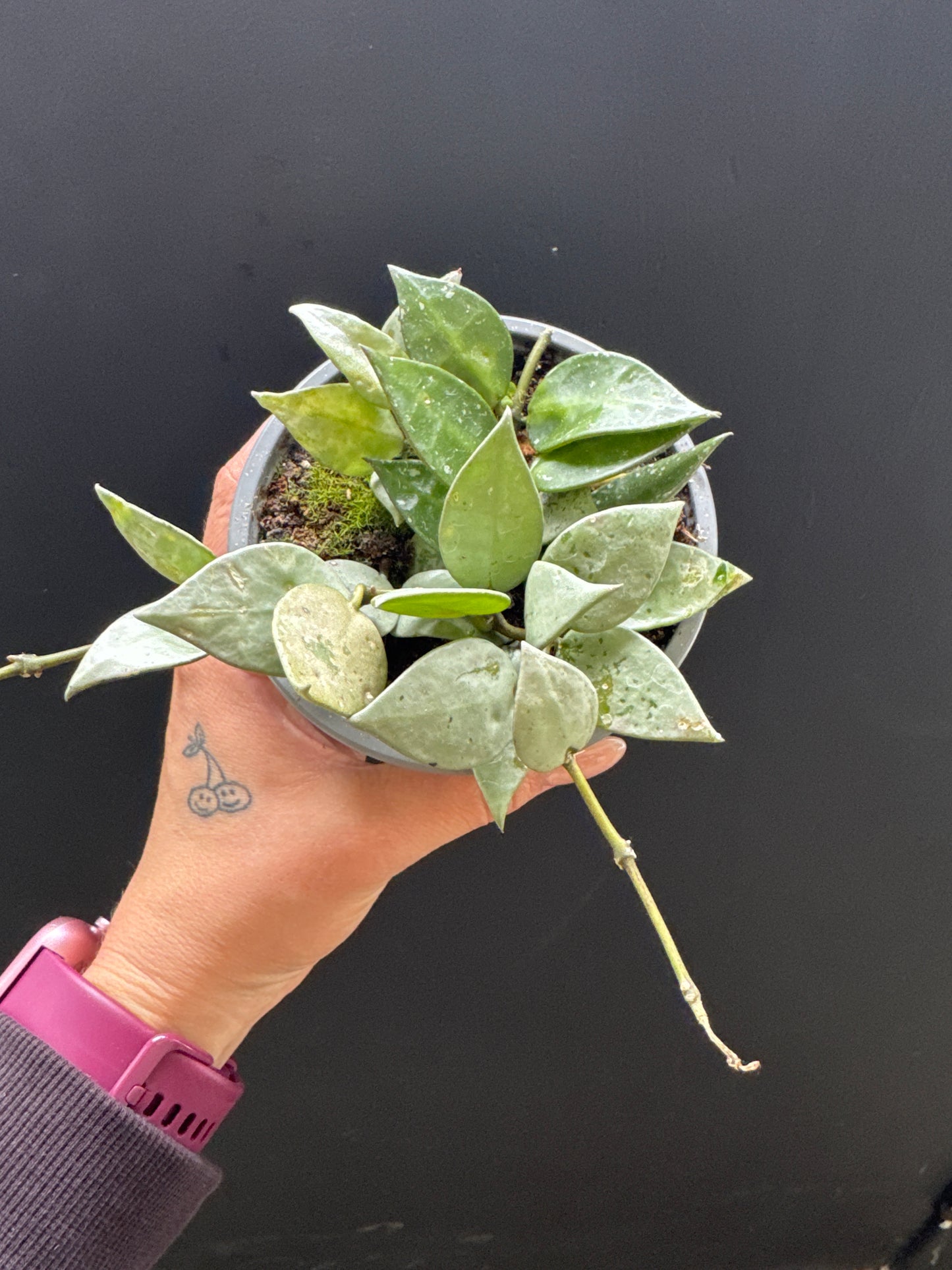 Hoya Krohniana Silver 4inch