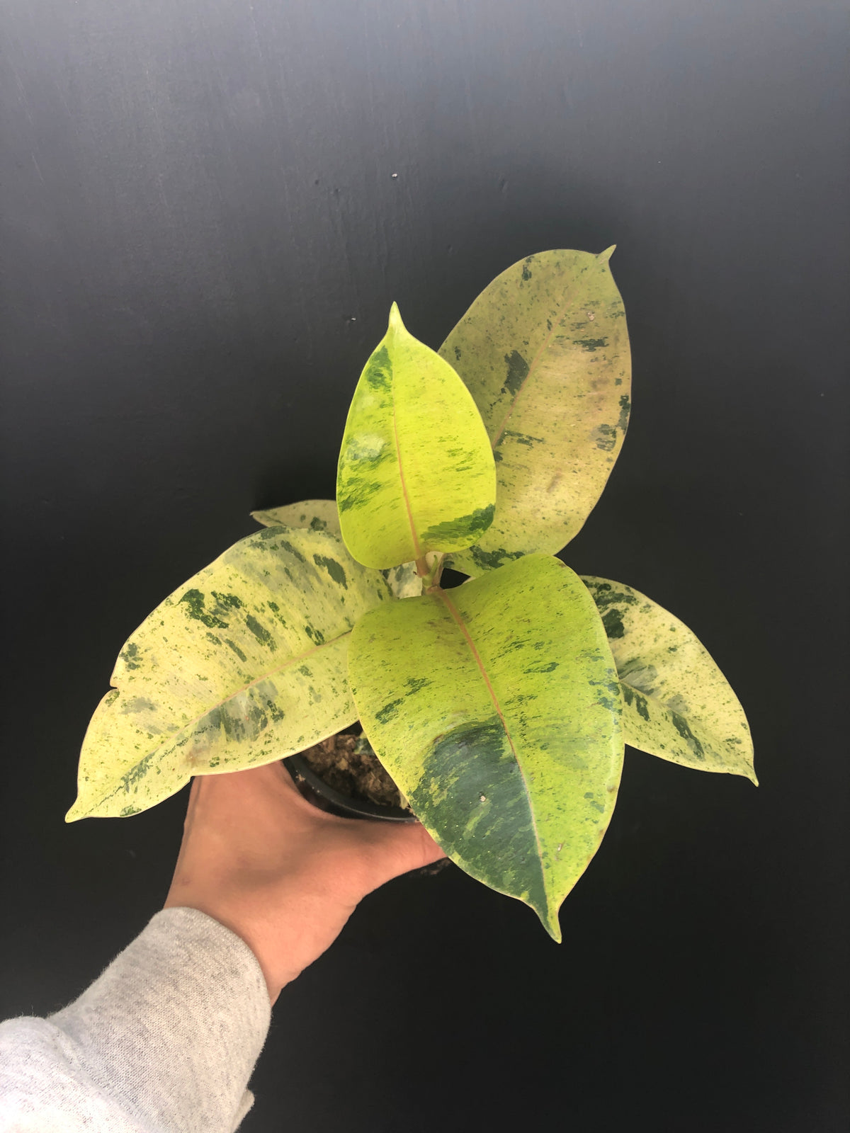 Ficus Shivereanna 4inch