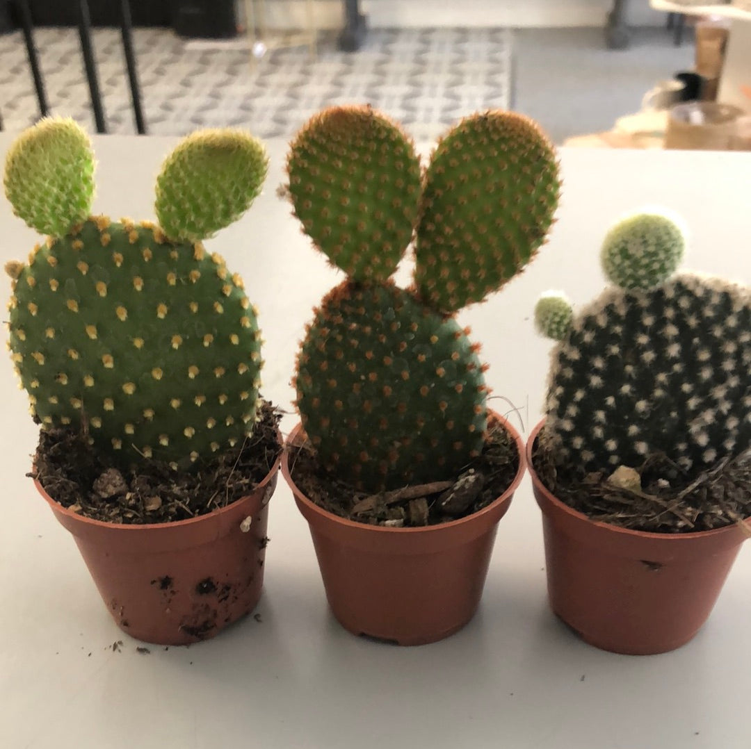 Assorted Cactus