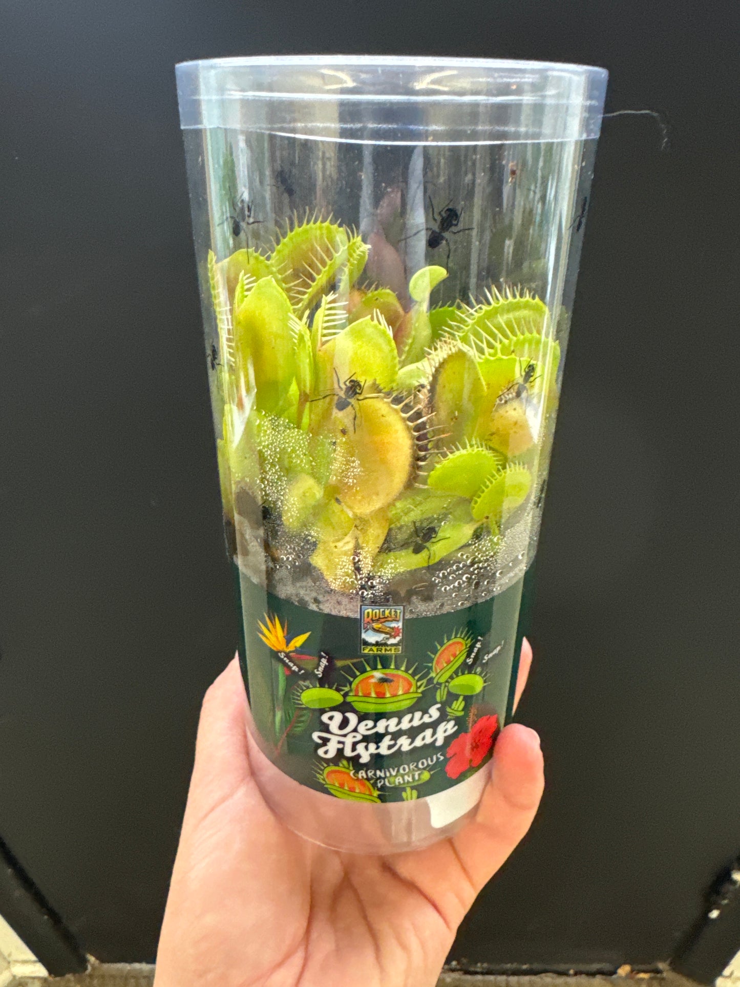 Venus Fly Traps