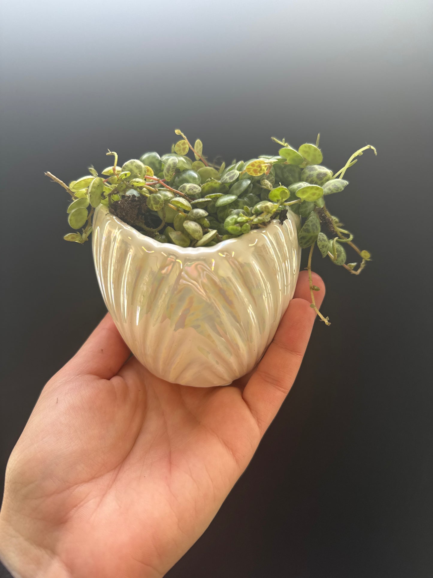 String of Turtles and Shell Pot