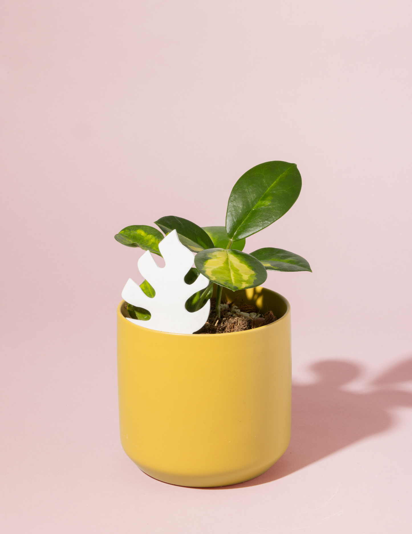 Mini Monstera PlantDoc: Color-Change Plant Moisture Meter