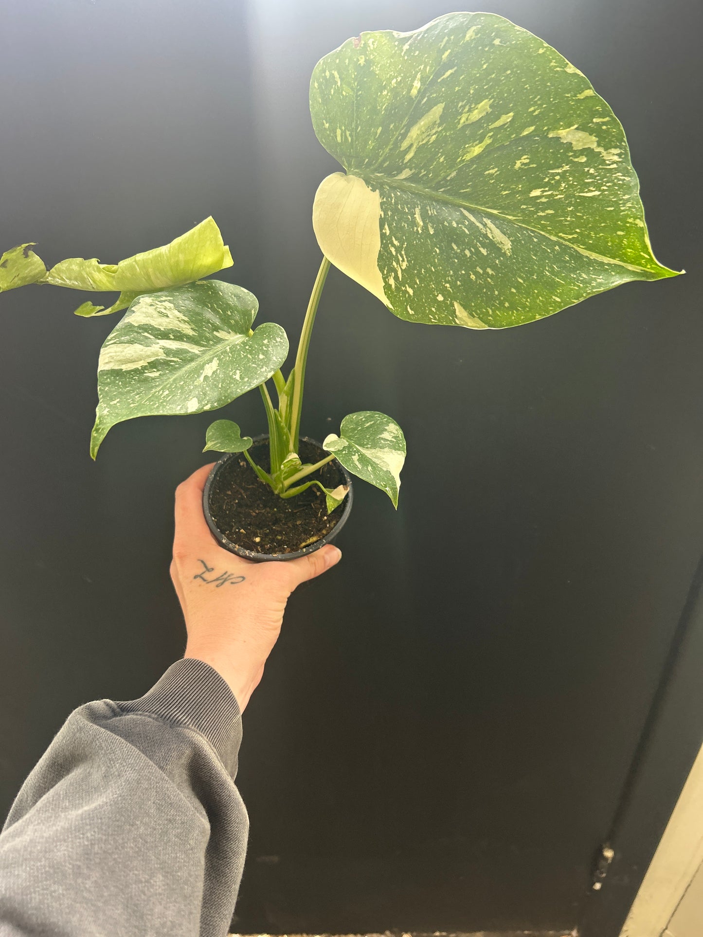 Constellation Monstera 4”