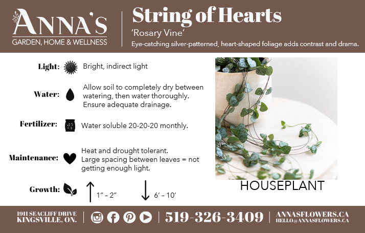 6" Variegated String of Hearts