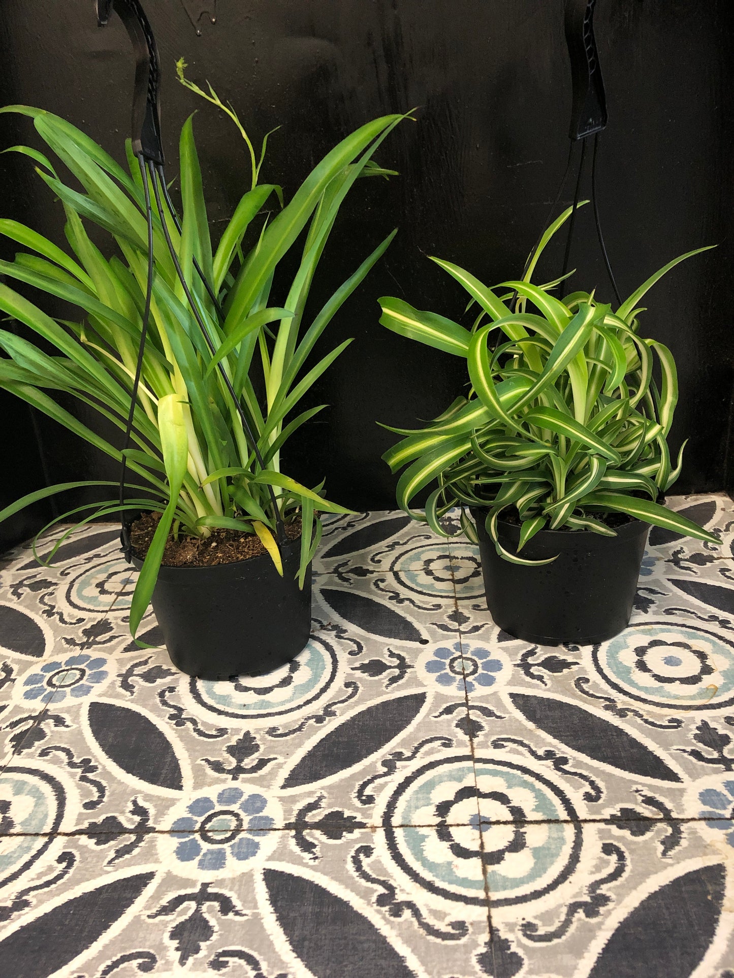 Spider Plant