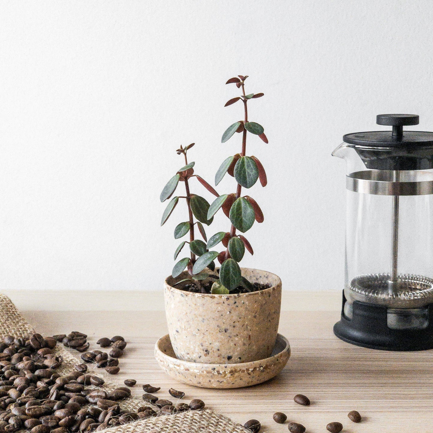 Coffee Bean Husk Mini Planter Pot