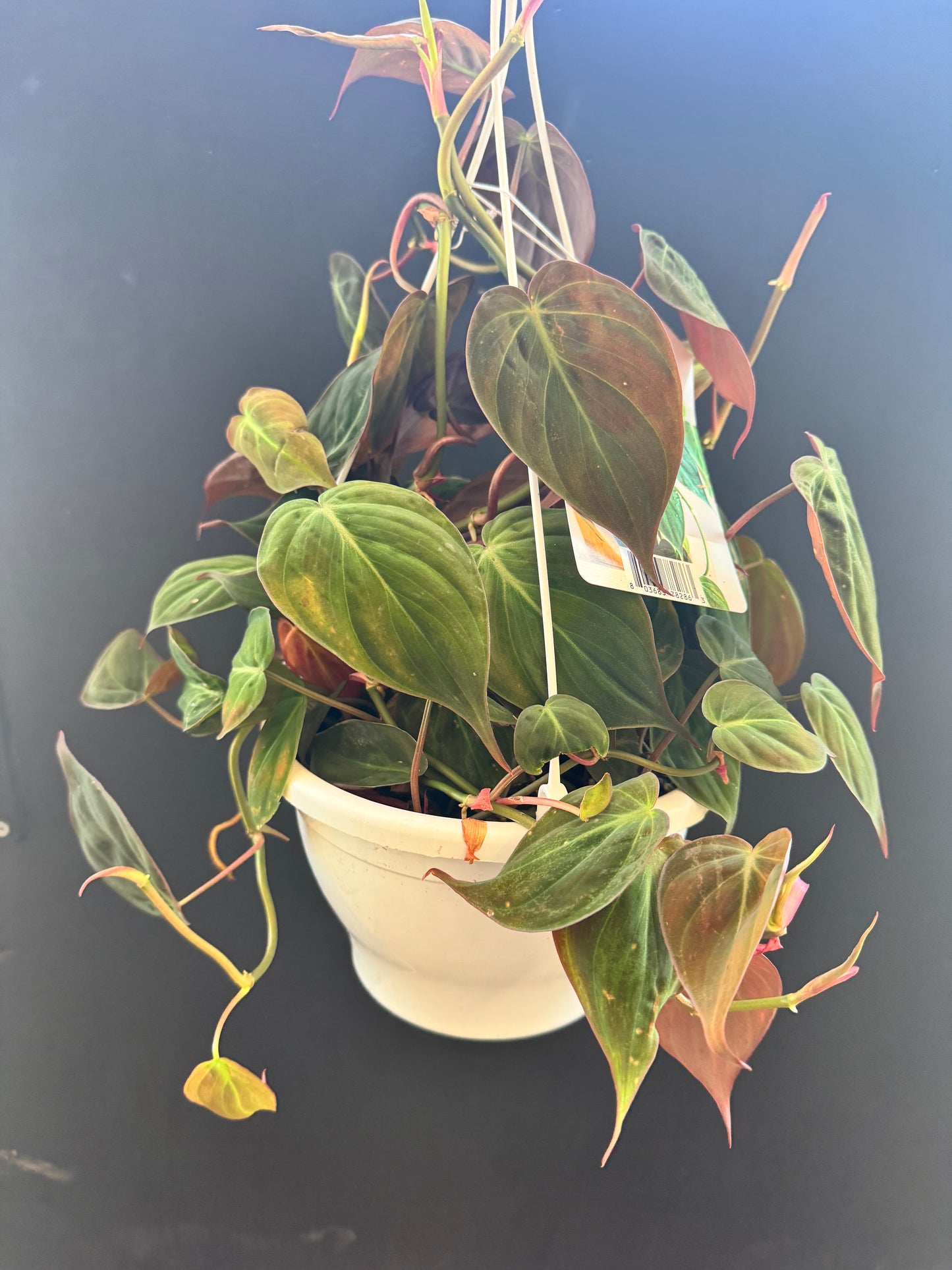 Philodendron Mican 8inch
