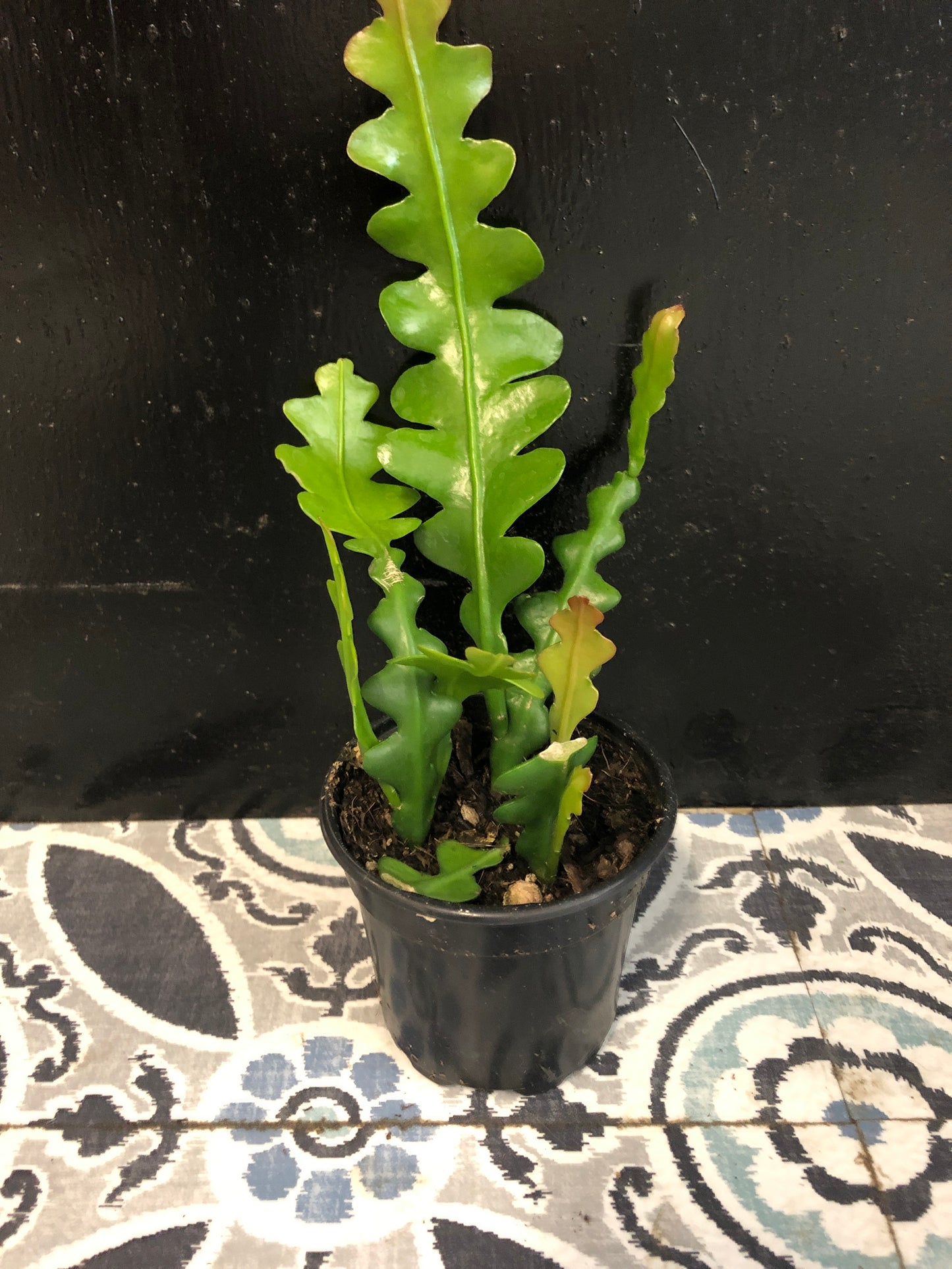 Fishbone Plant