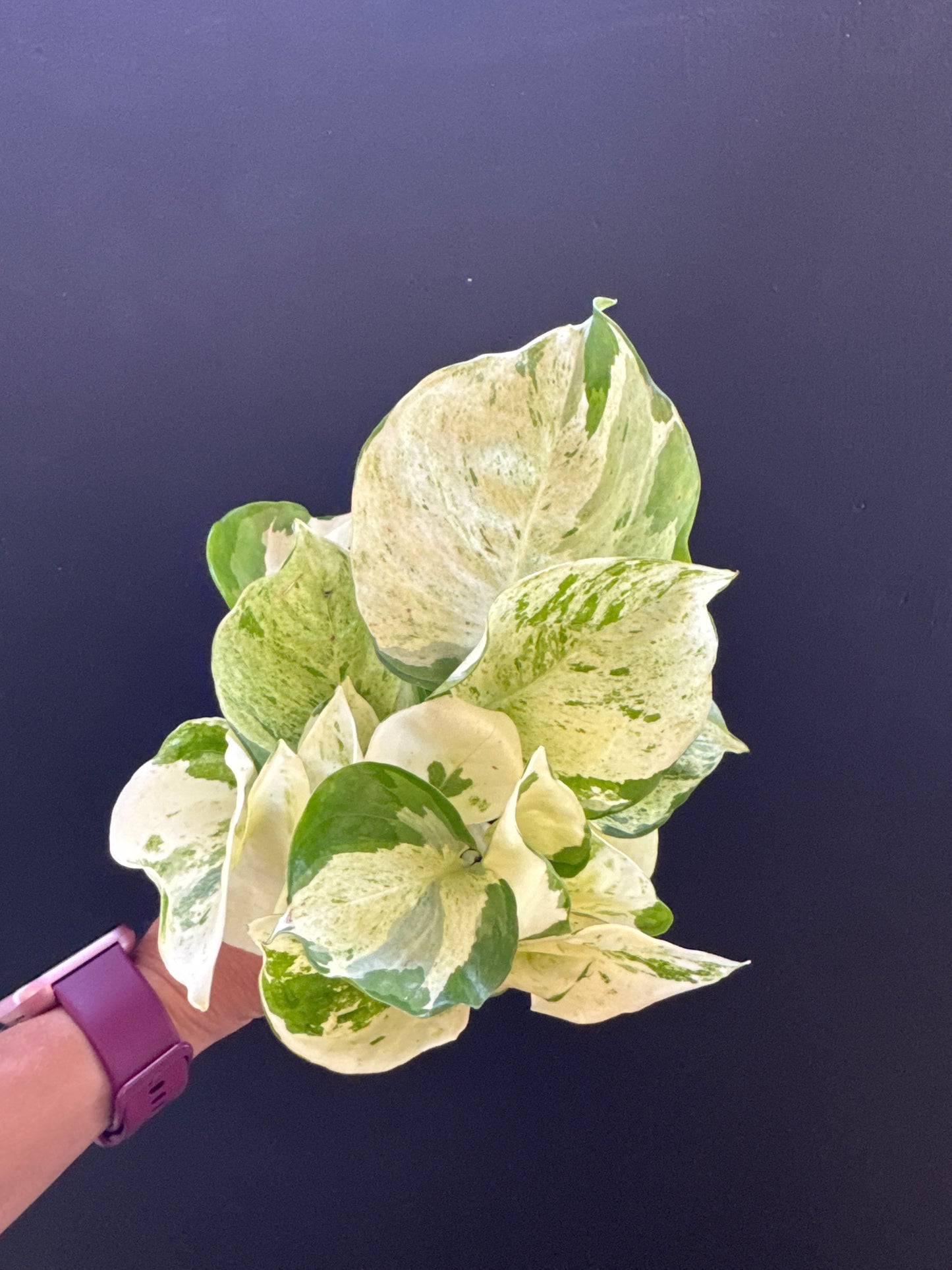 Manjula Pothos 4inch