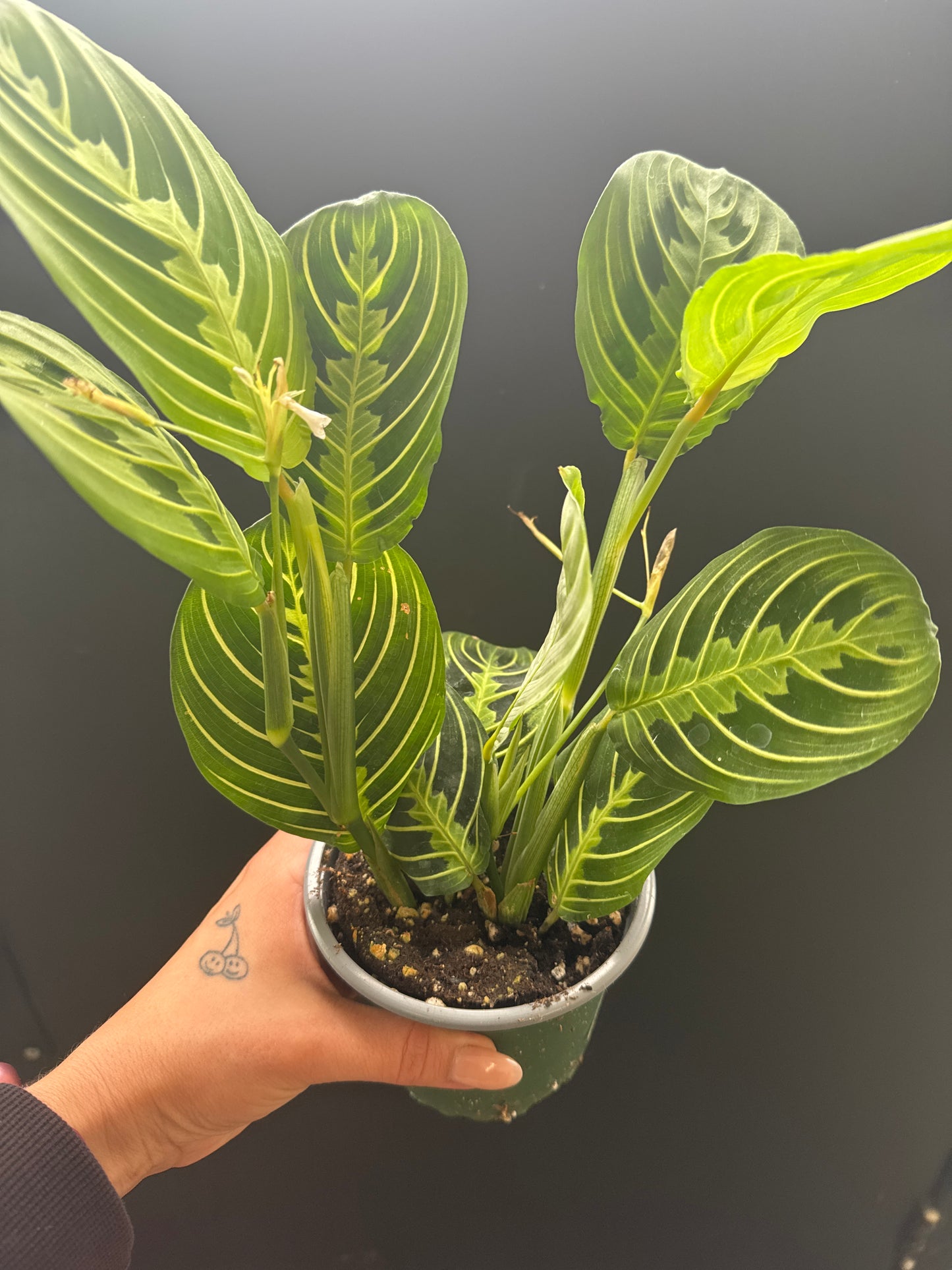 Prayer Plant 4inch