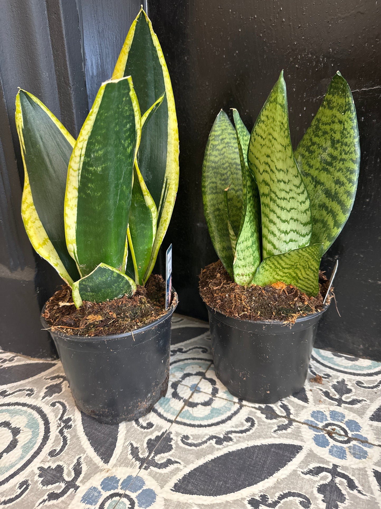 Assorted Snake Plant