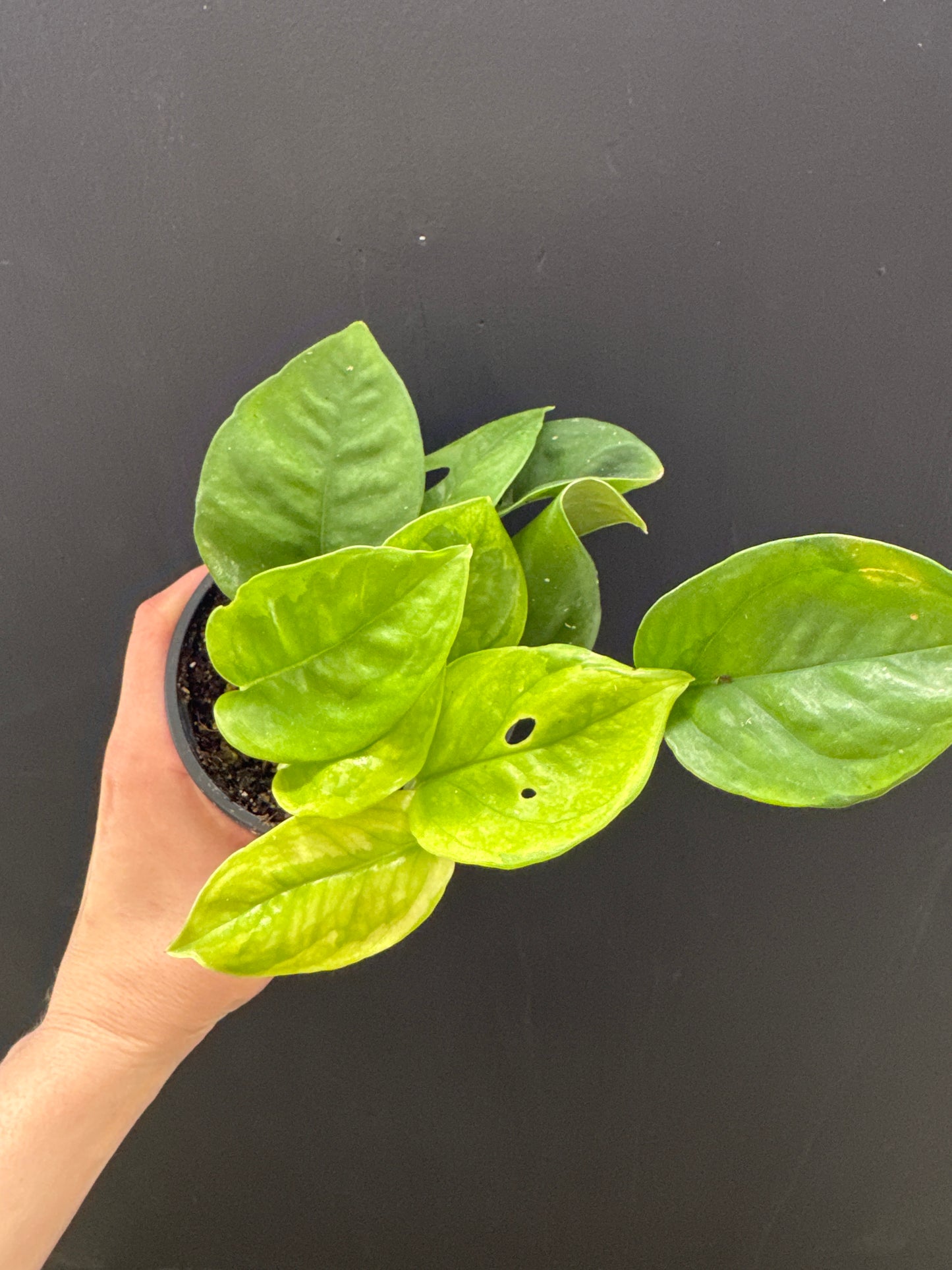 Global Green Pothos 4inch