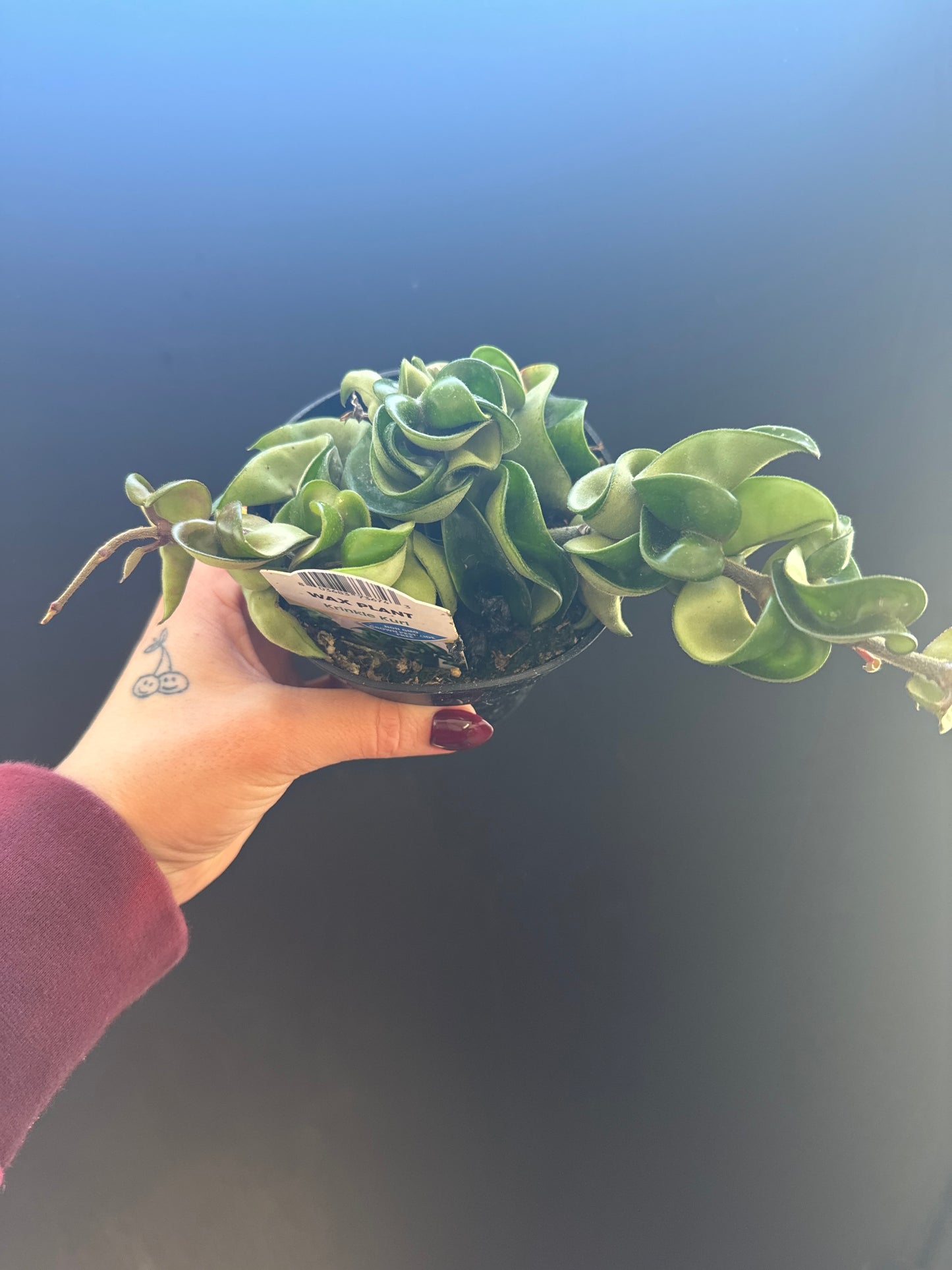 Hoya Krinkle Curl 4inch