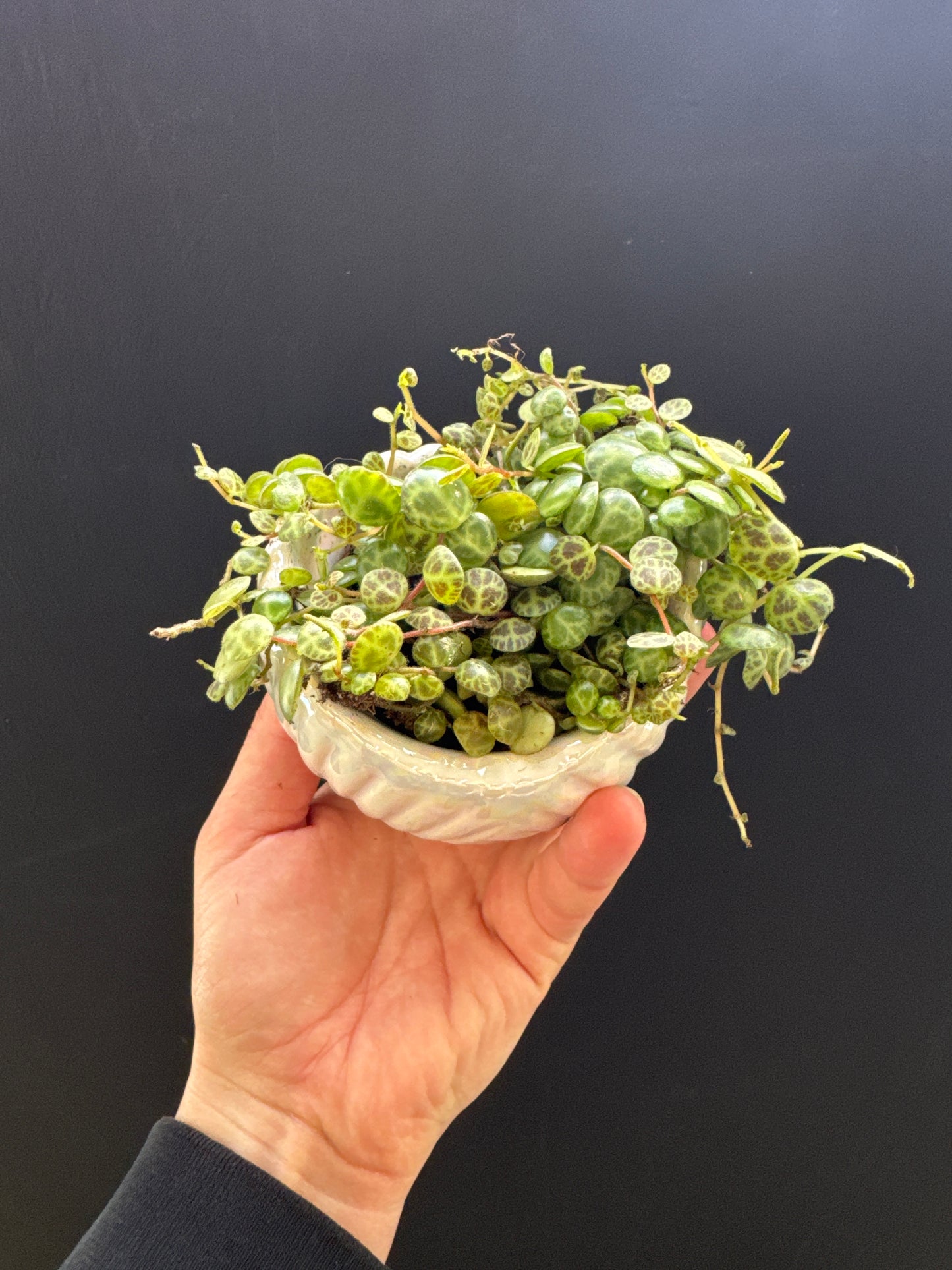 String of Turtles and Shell Pot