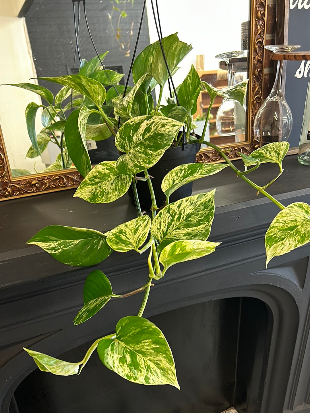 Marble Queen Pothos 8inch