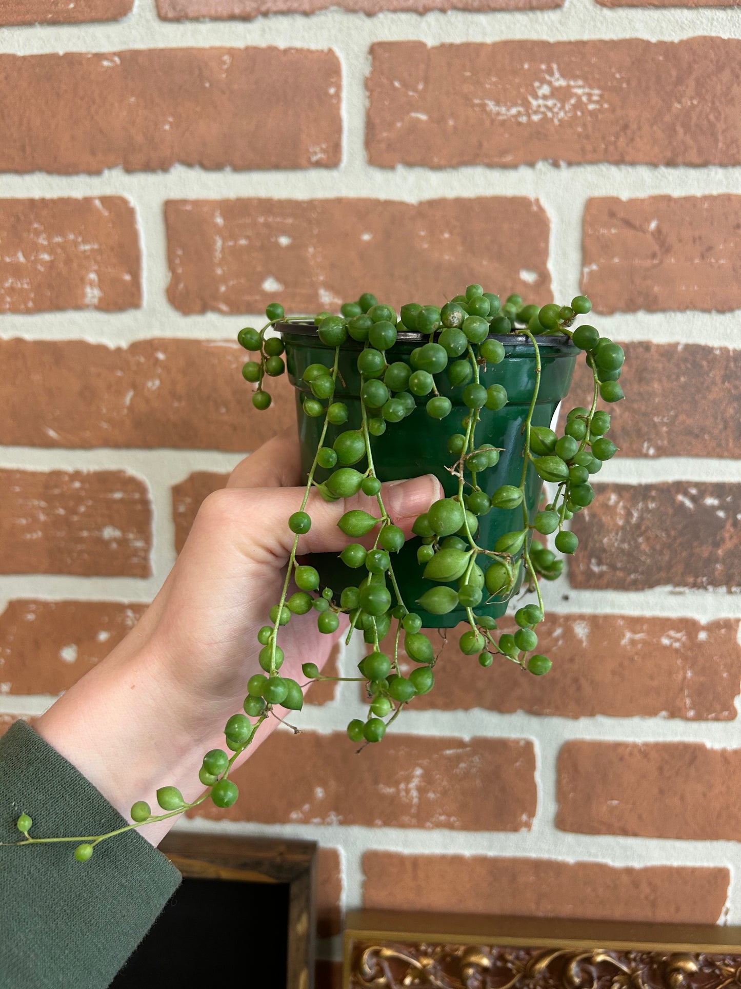 String of Pearls 4”
