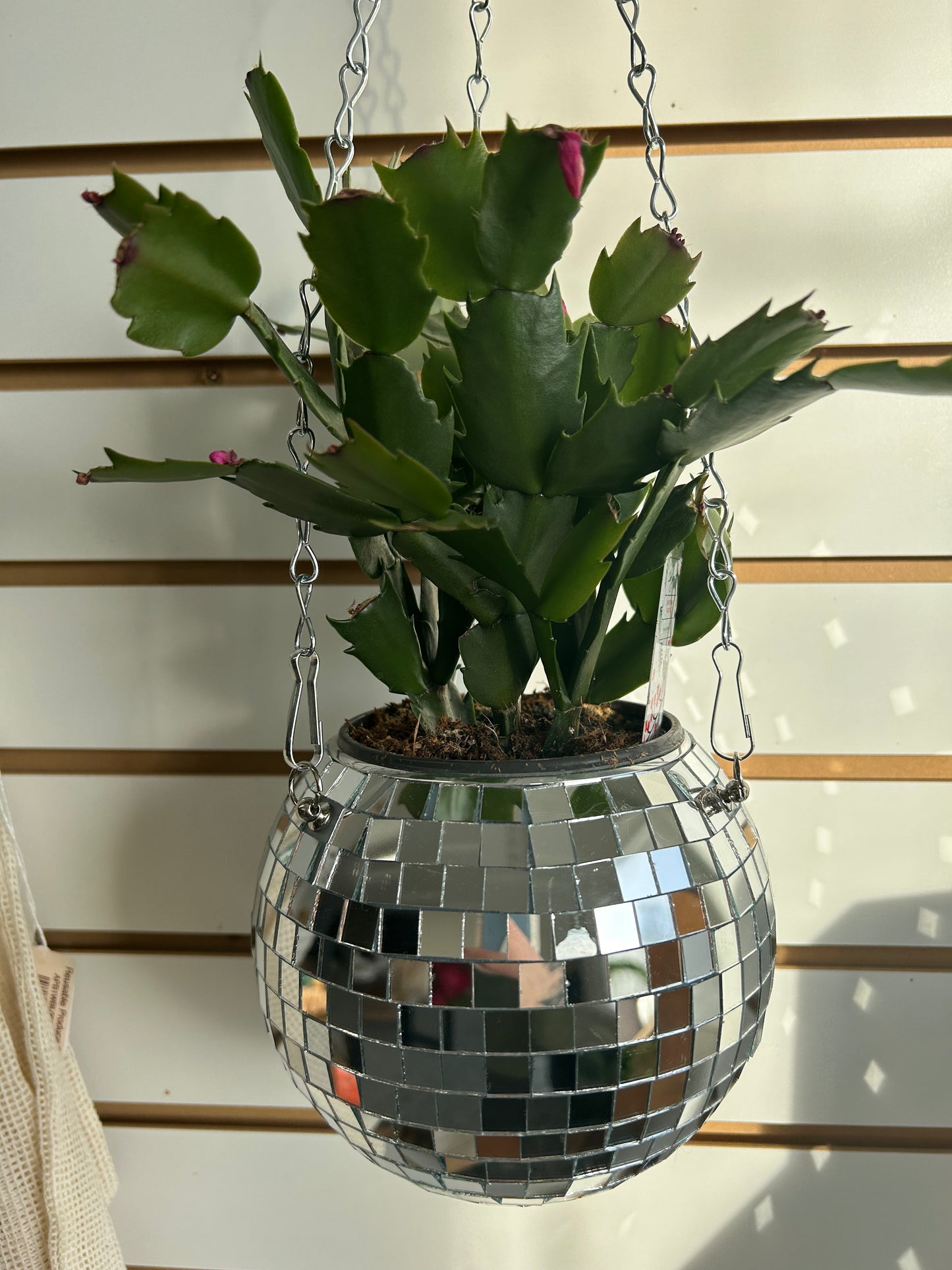 4” Christmas Cactus