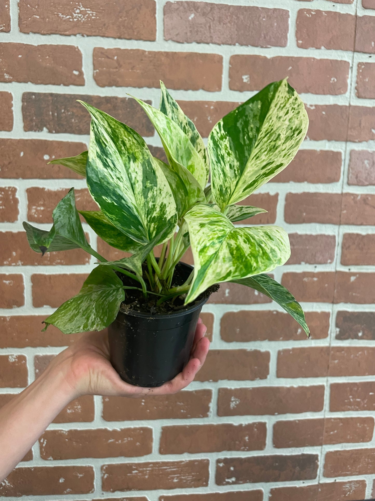 Marble Queen Pothos