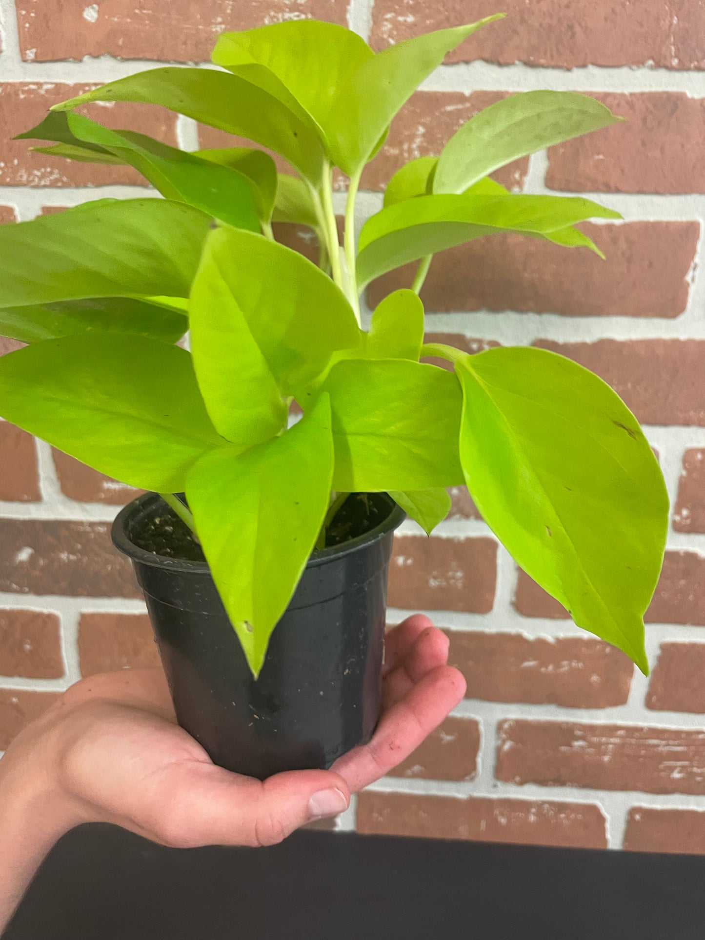 Neon Pothos 4”
