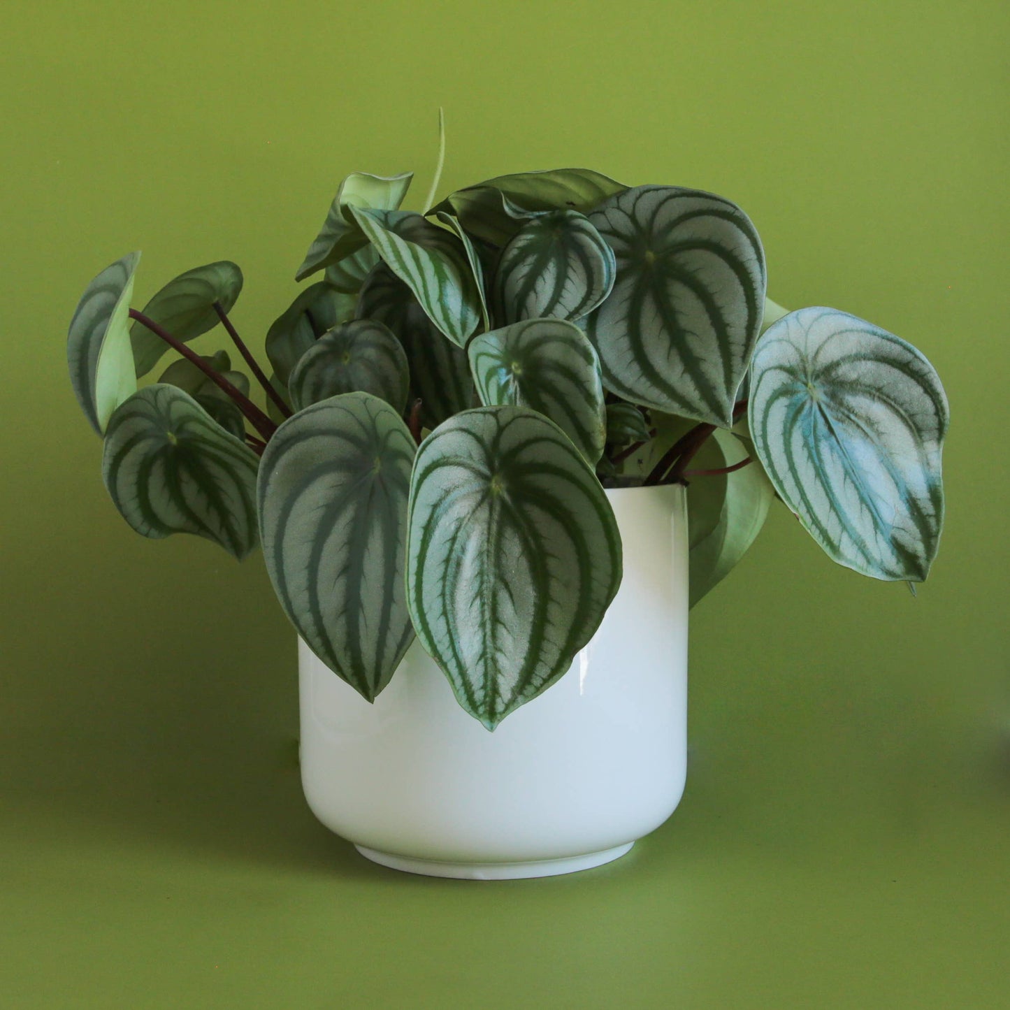 Charlie Pot | White 4.5" & 6.75"