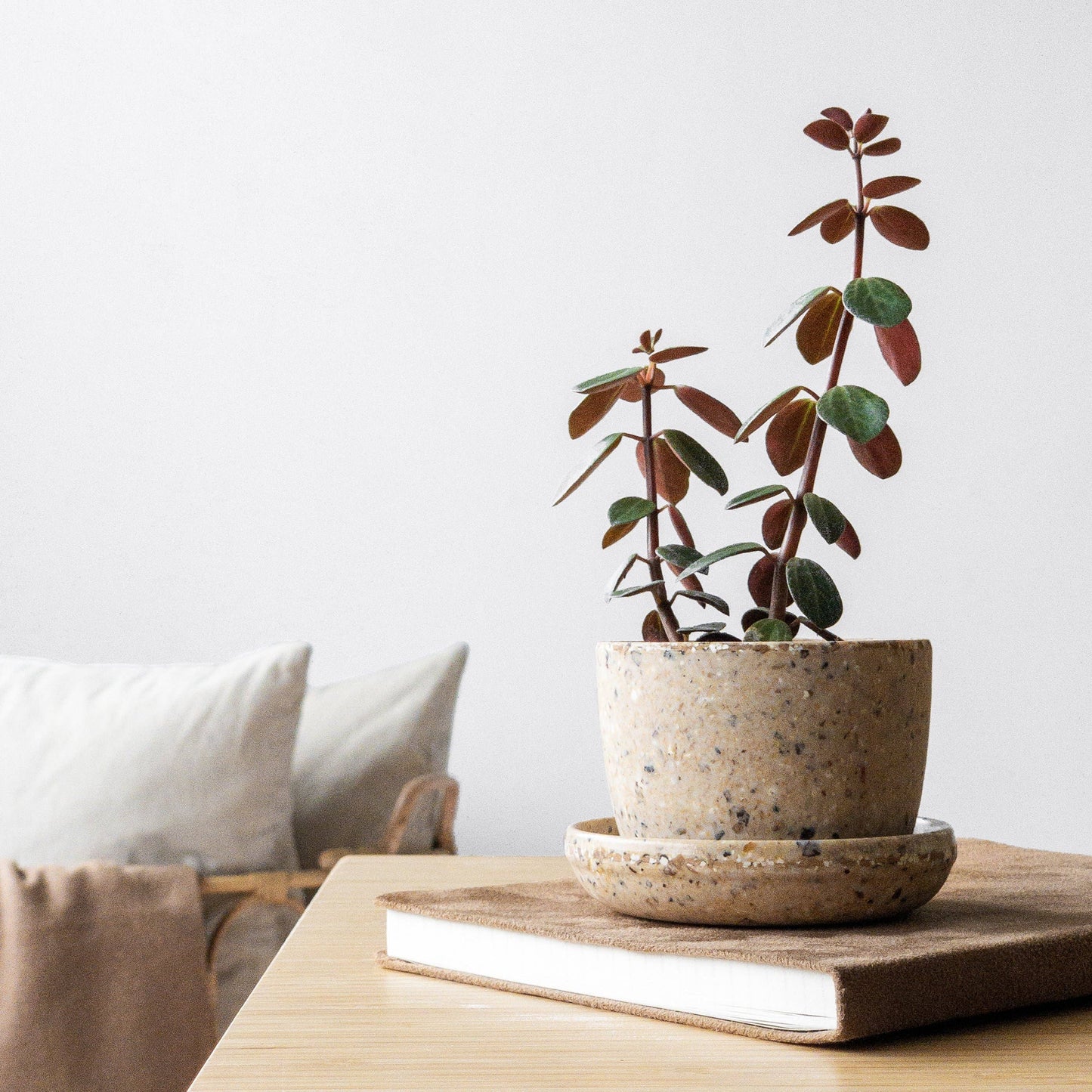 Coffee Bean Husk Mini Planter Pot