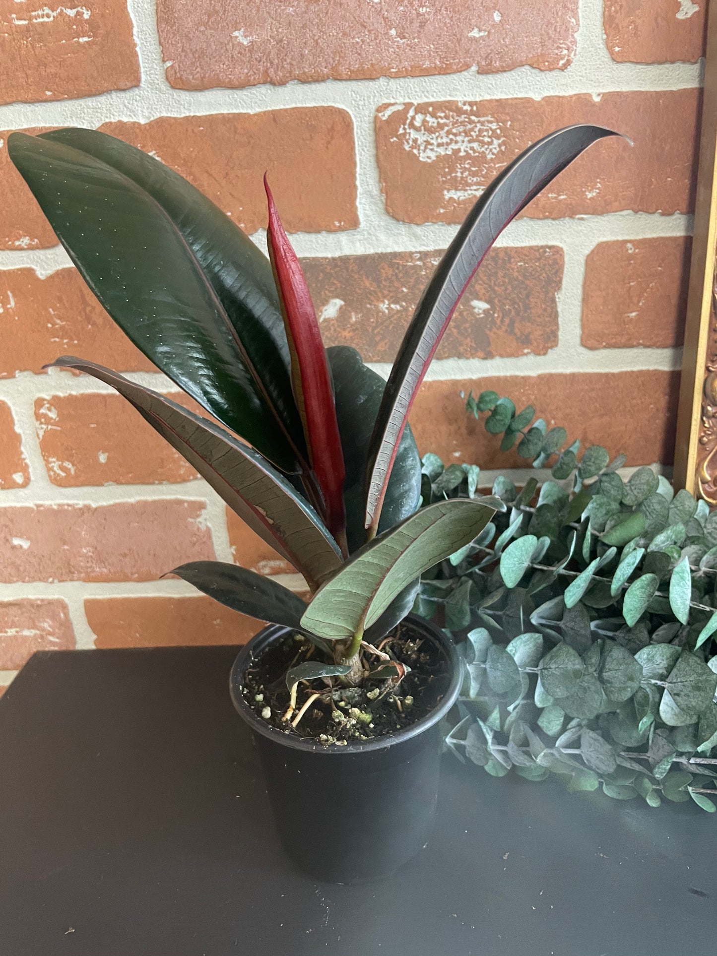 4” Burgundy Rubber Tree