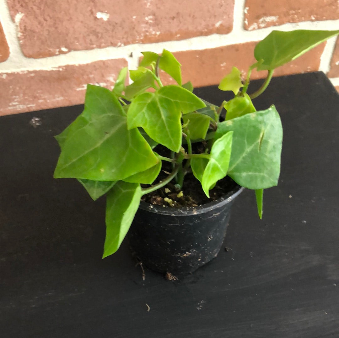 Green Ivy 4”