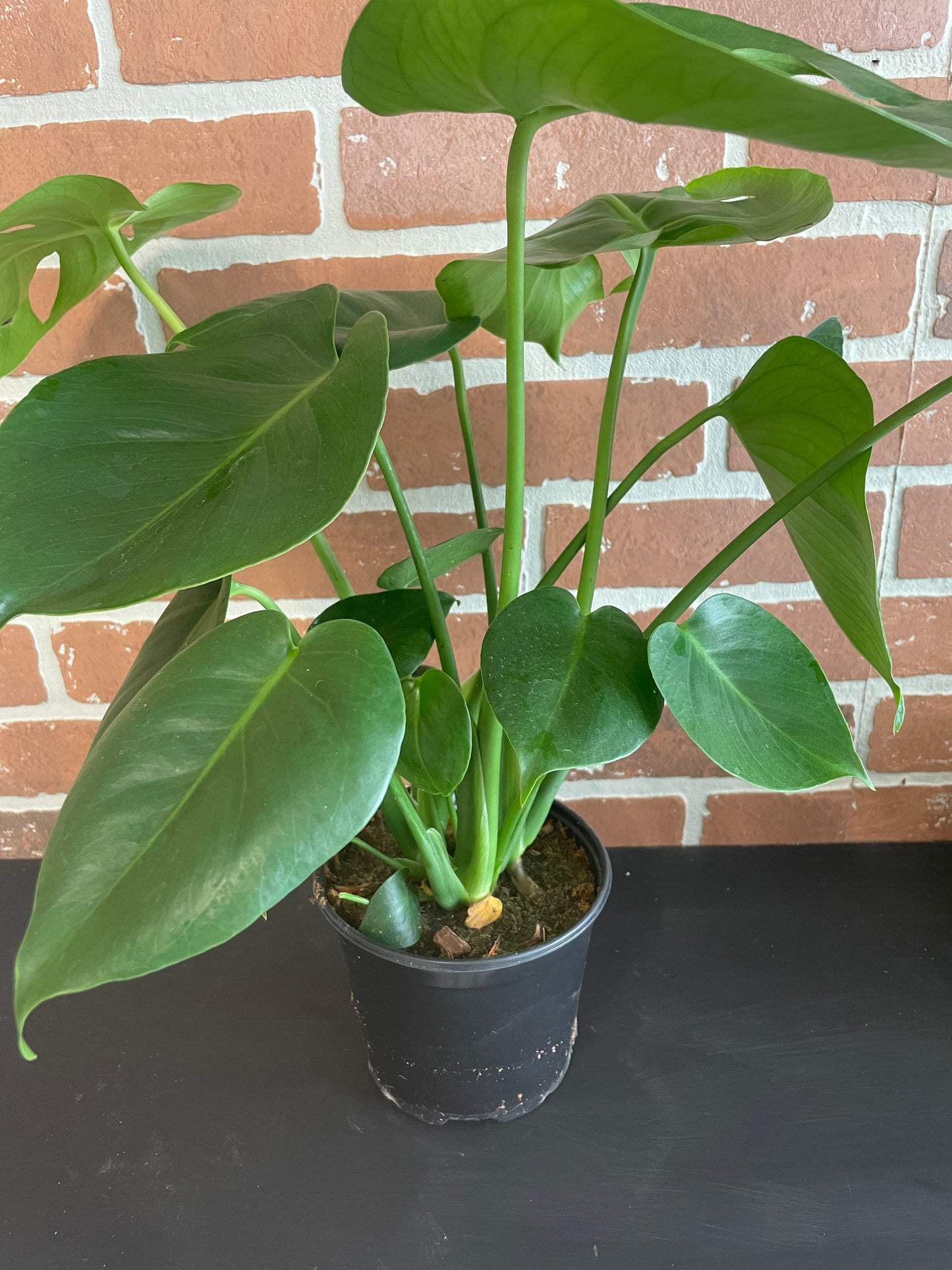6” Monstera