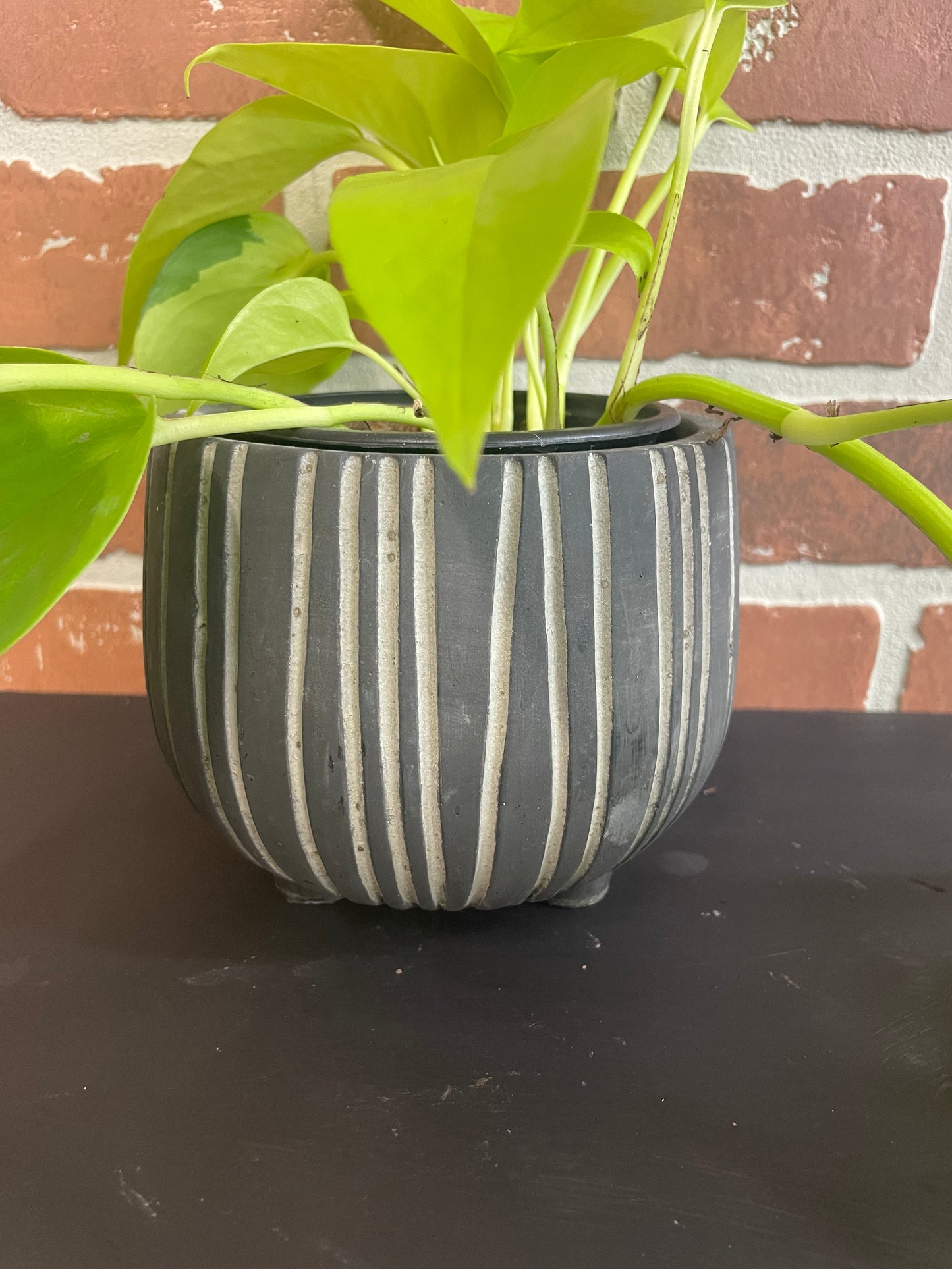 4” Zebra Planter