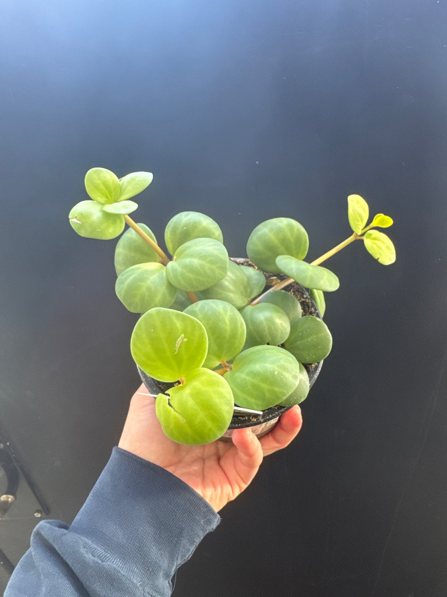 Peperomia Hope