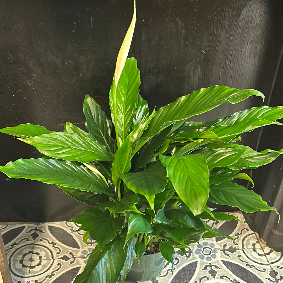 Peace Lily 6inch
