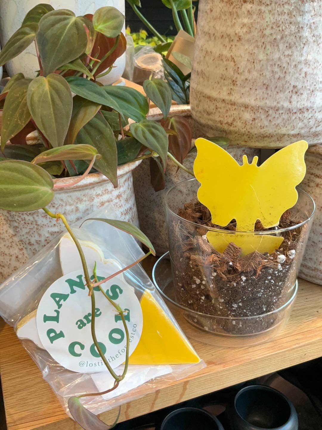 Butterfly Sticky Traps (Pack of 10)