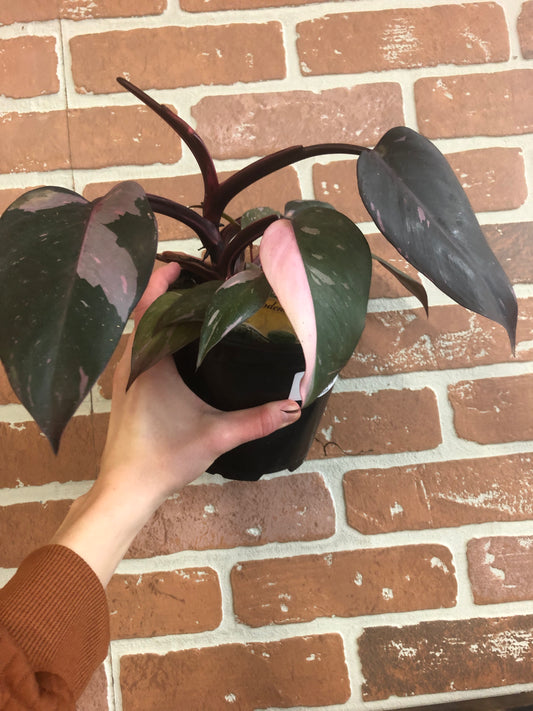 Philodendron Pink Princess