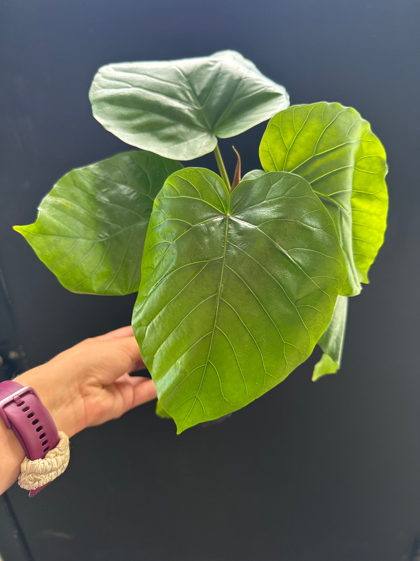 Ficus Umbellata 4inch
