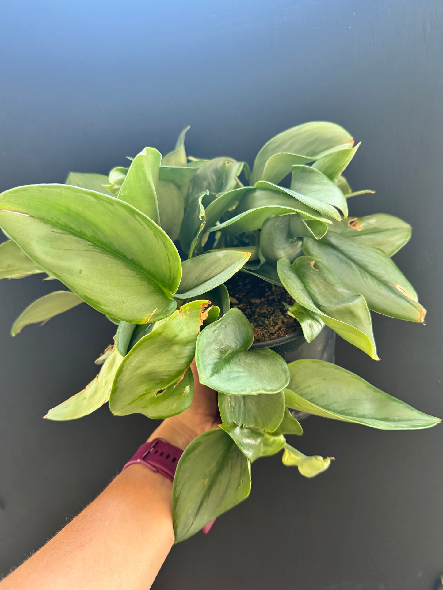 Sterling Silver Pothos 6inch