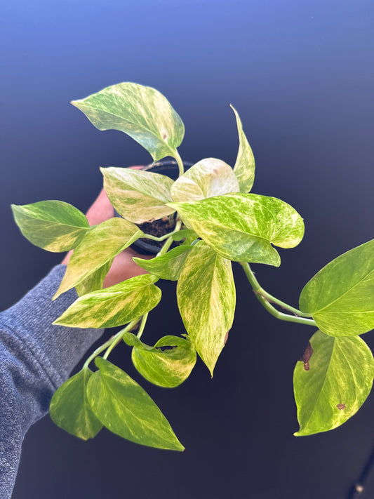 Neon Marble Queen Pothos 4inch