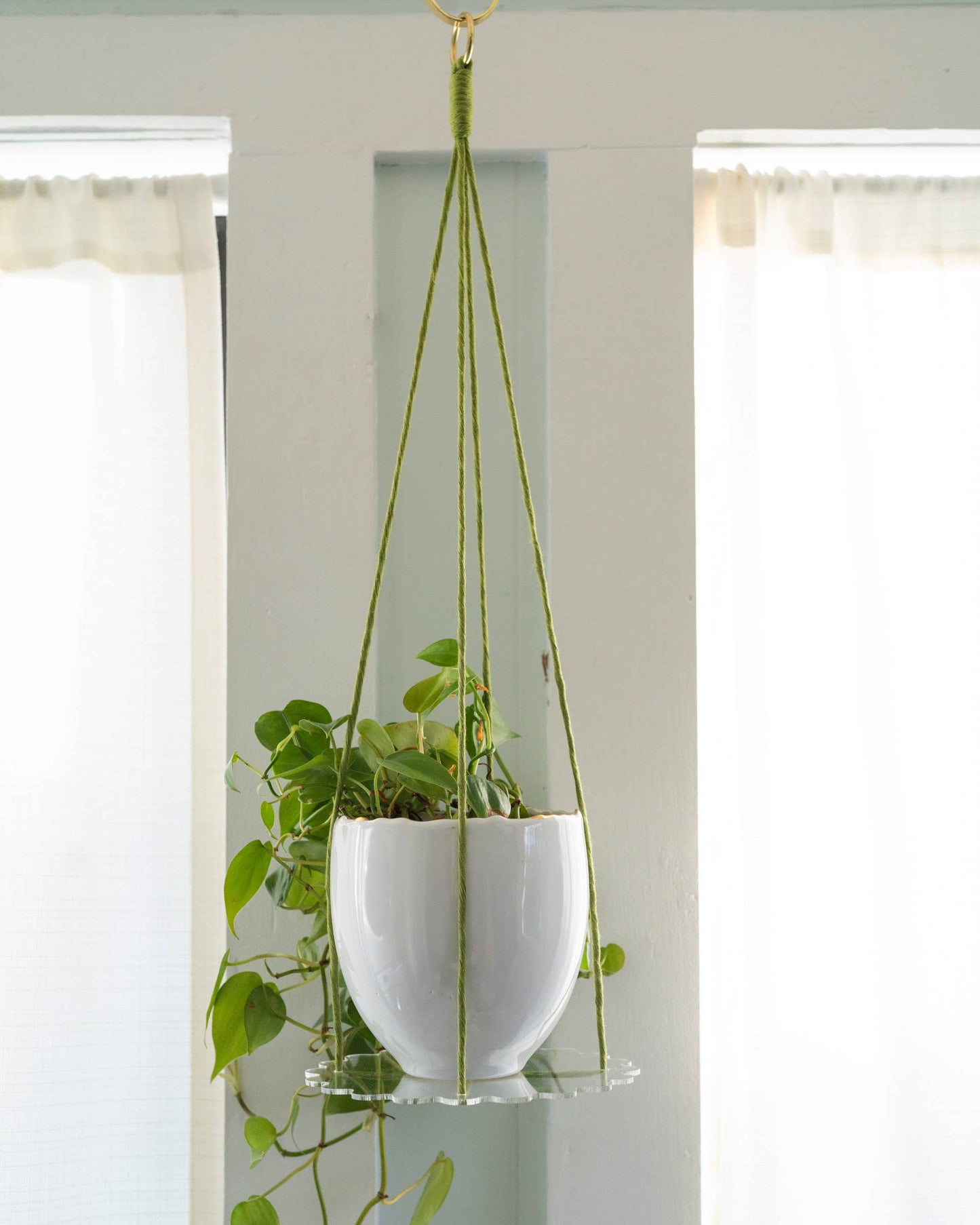 Squiggle Plate Plant Hanger