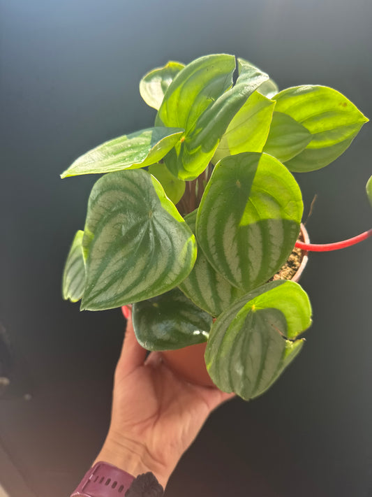 Peperomia Watermelon 6”