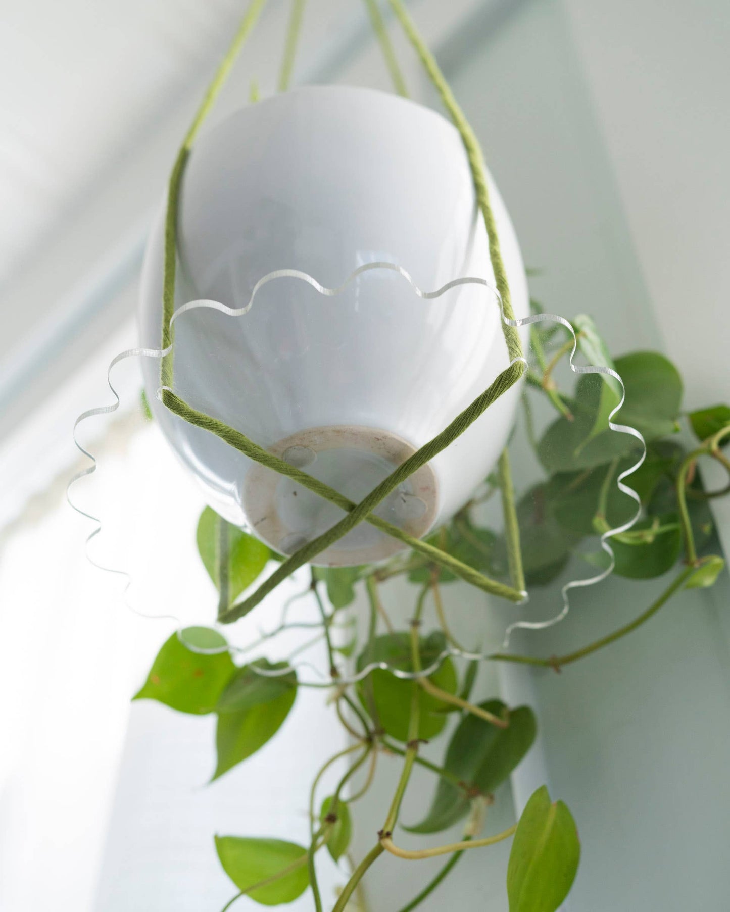 Squiggle Plate Plant Hanger