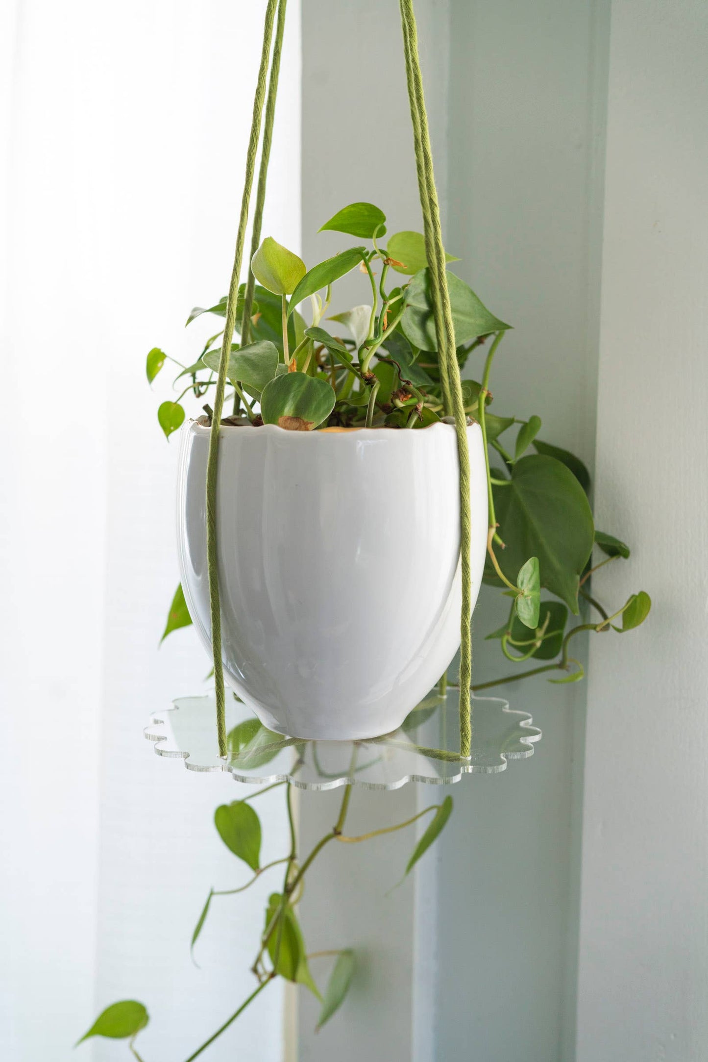 Squiggle Plate Plant Hanger