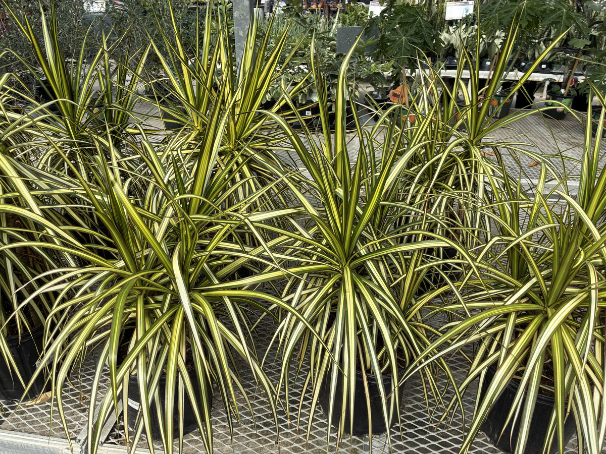 10" Dracaena Kiwi Bush