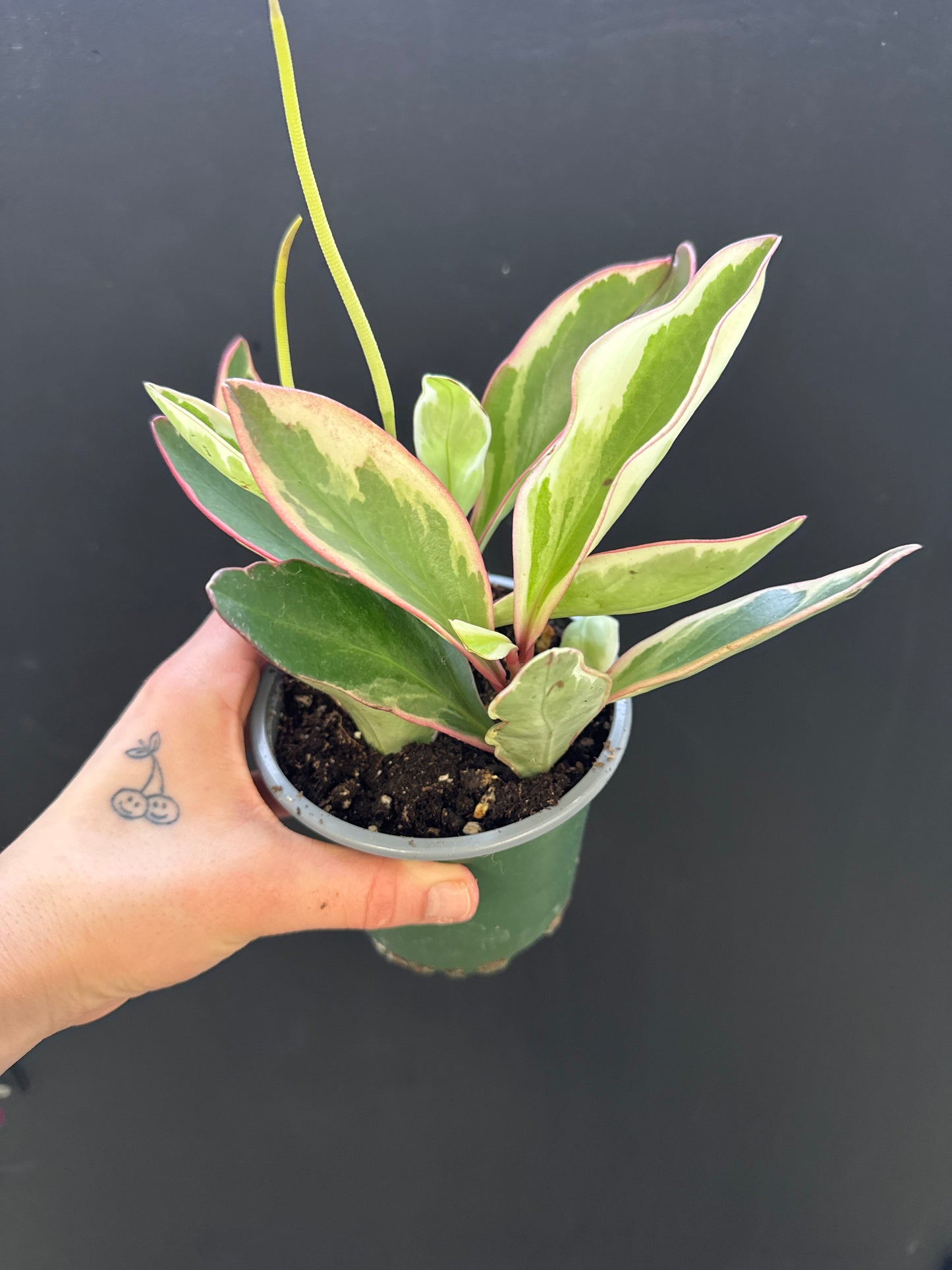 Peperomia Ginny/Pink