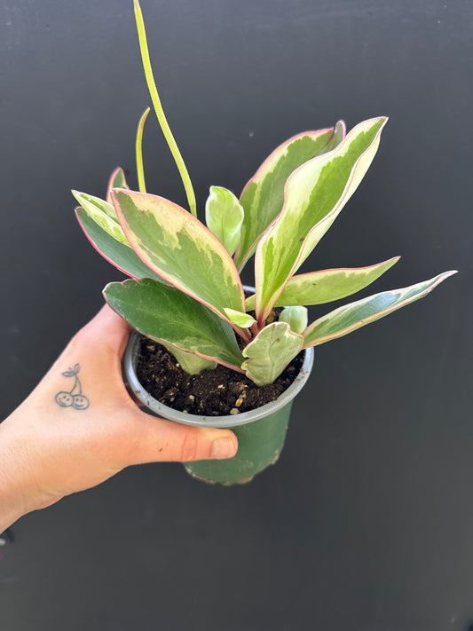 Peperomia Ginny/Pink