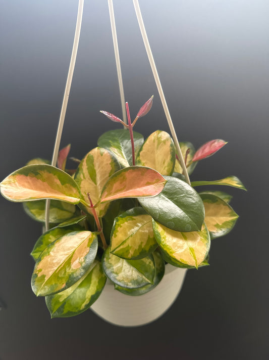 Hoya Australis