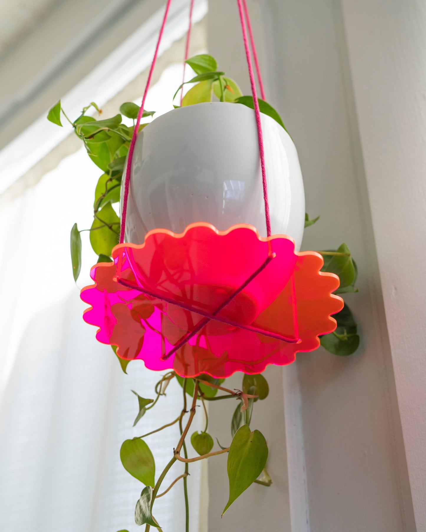 Squiggle Plate Plant Hanger