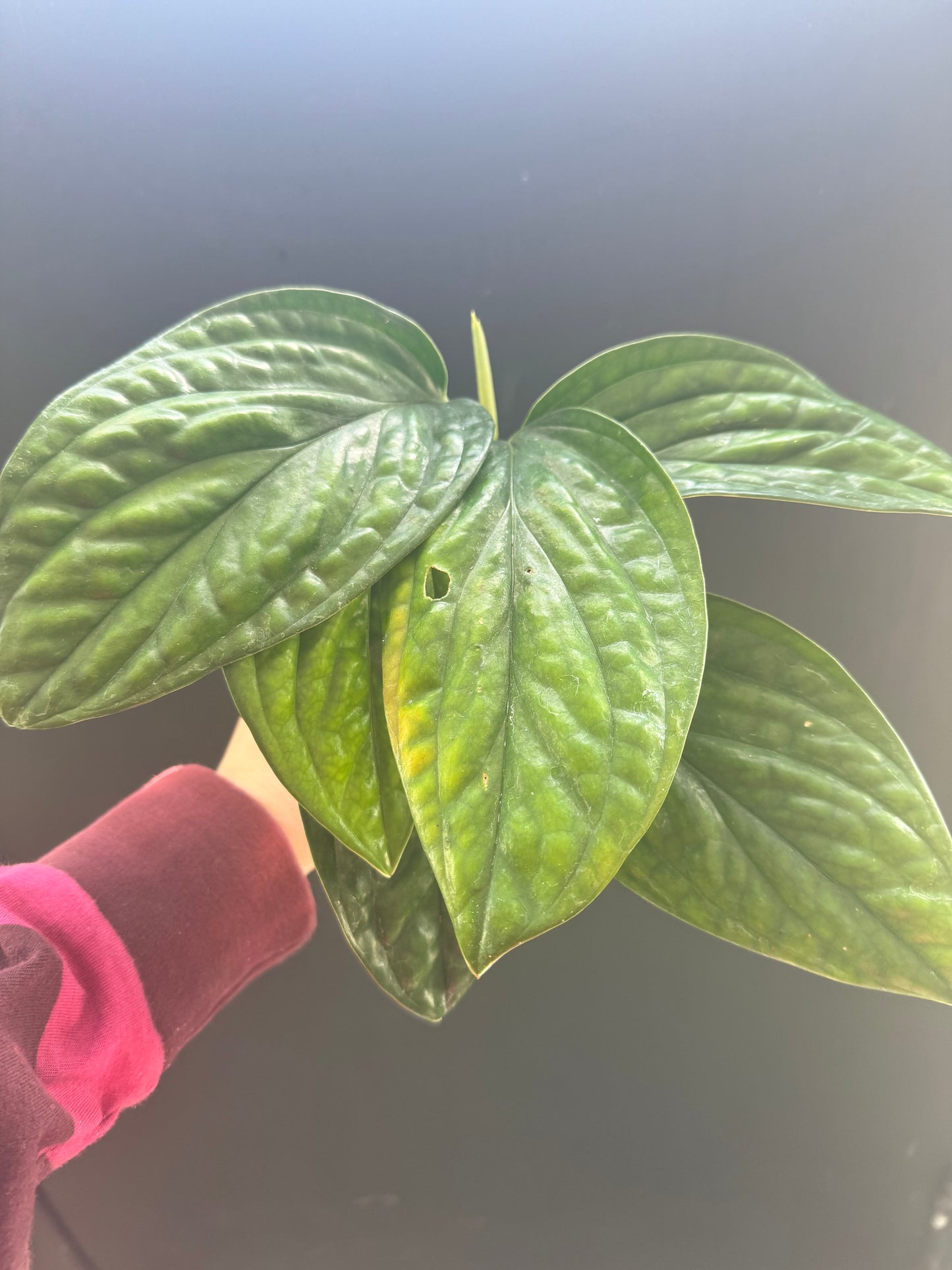 Monstera Peru 4inch