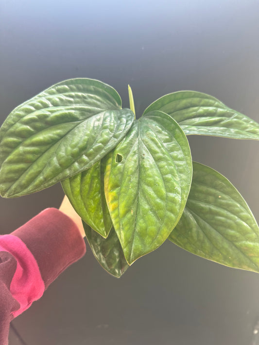 Monstera Peru 4inch