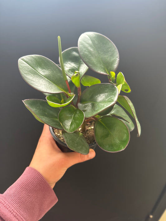 Peperomia Red Edge 4inch