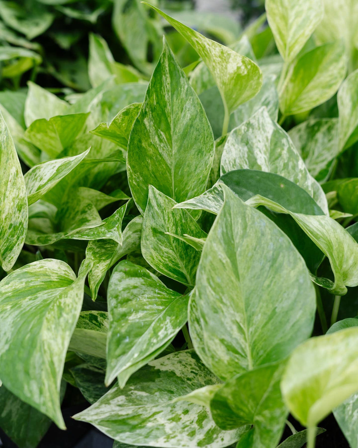 6" Pothos Assorted