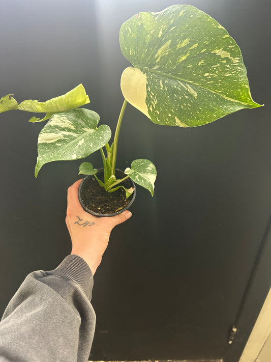Constellation Monstera 4”